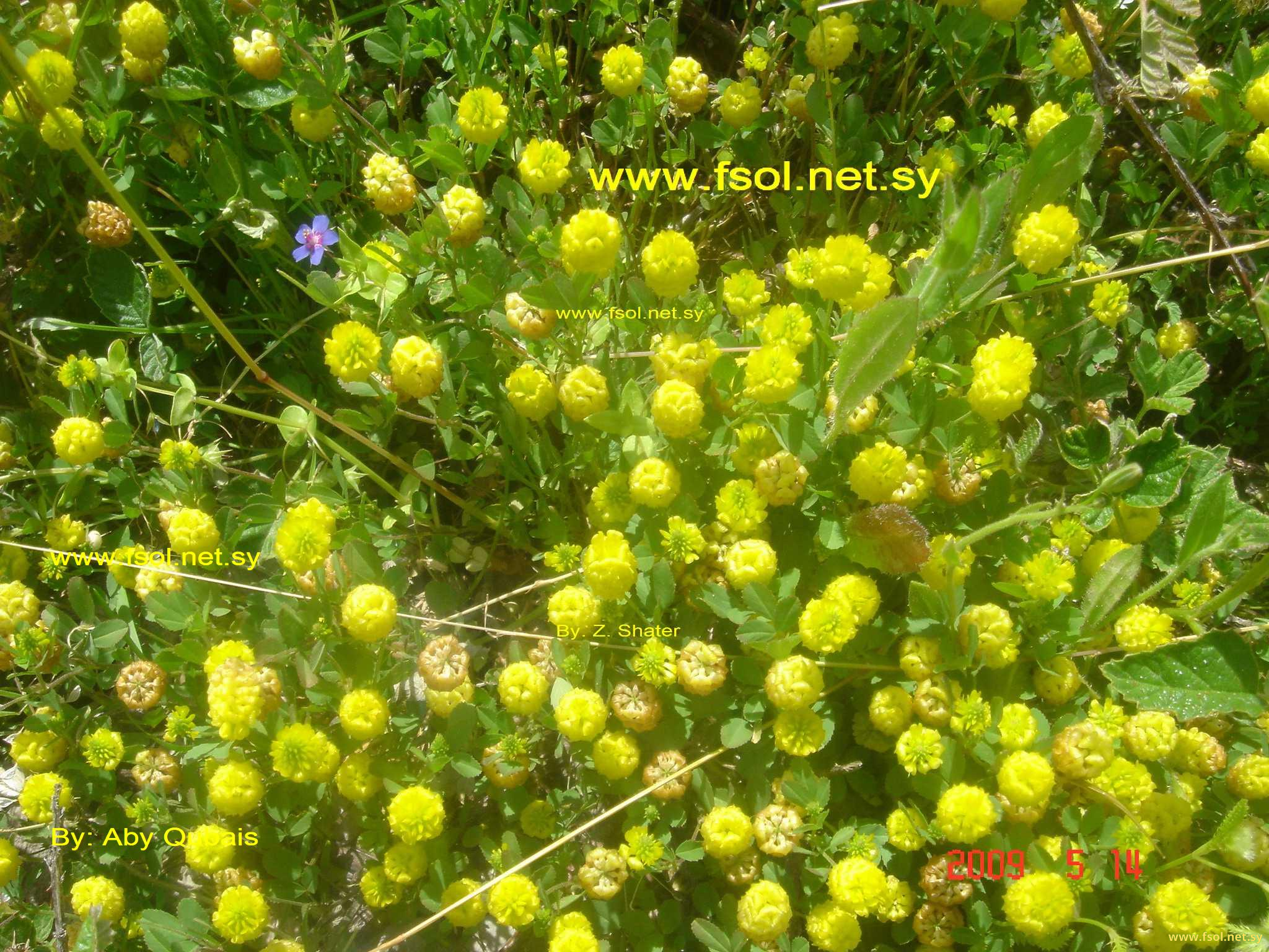 Trifolium campestre  Schreb